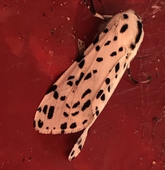 Hypercompe permaculata