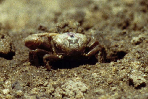 Atlantic Sand Fiddler Crab, photo 7 of 9