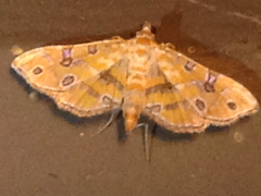 Ommatospila narcaeusalis
