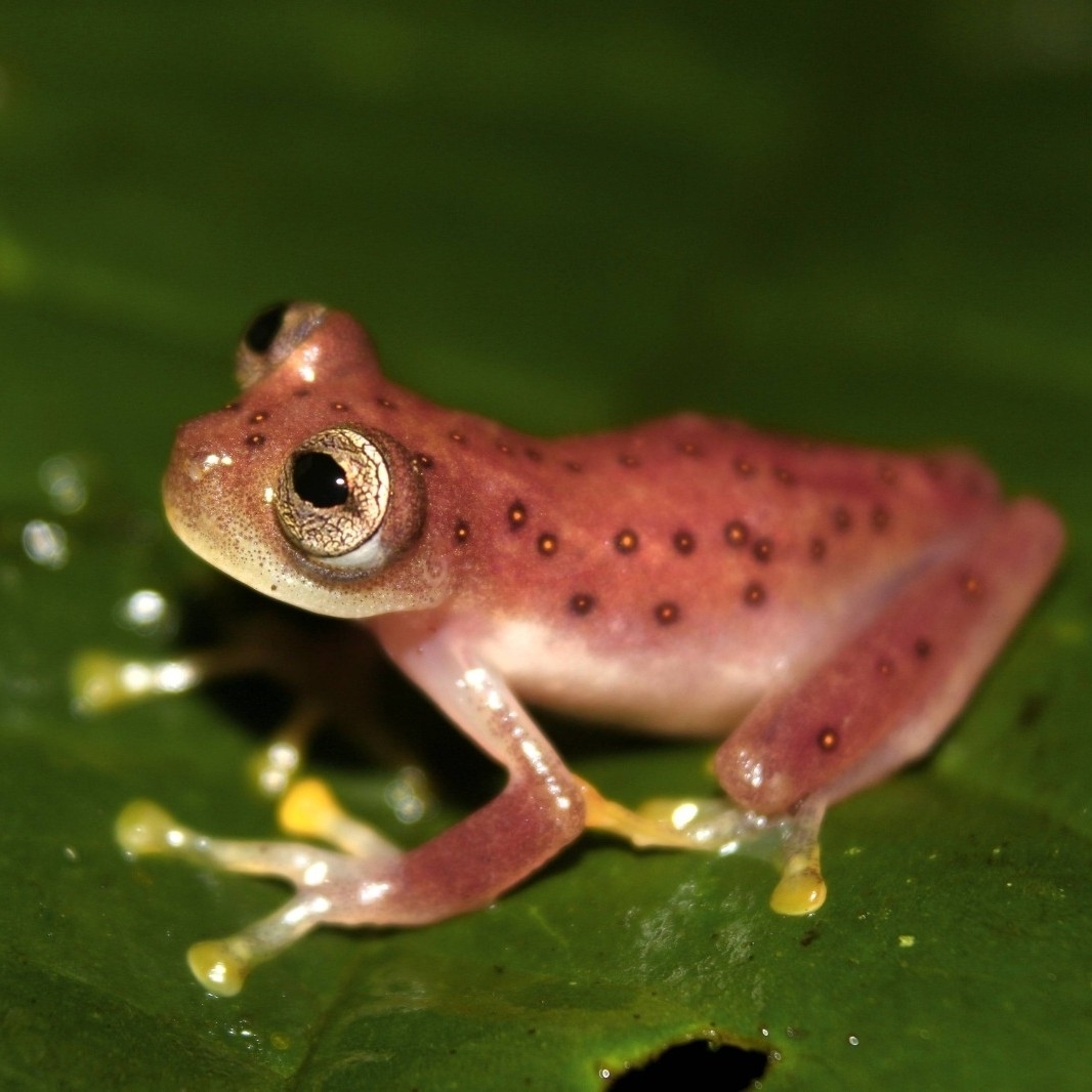 Lynch's Cochran Frog