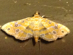 Ommatospila narcaeusalis