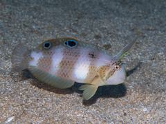 Peacock Razorfish photo 4