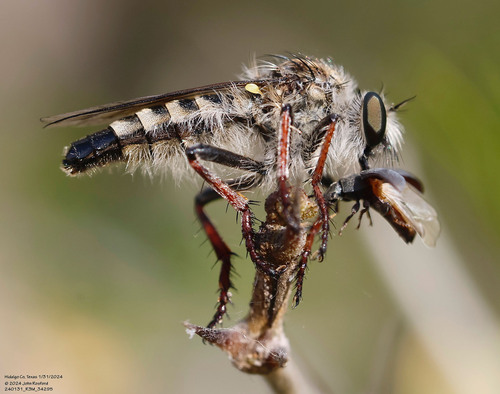 Elegant Twigsitter
