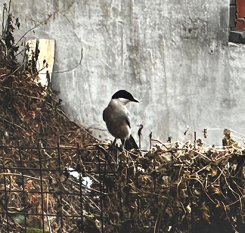 Azure-winged Magpie