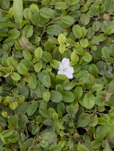 Foto de Glória da Manhã