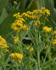 Senecio triangularis