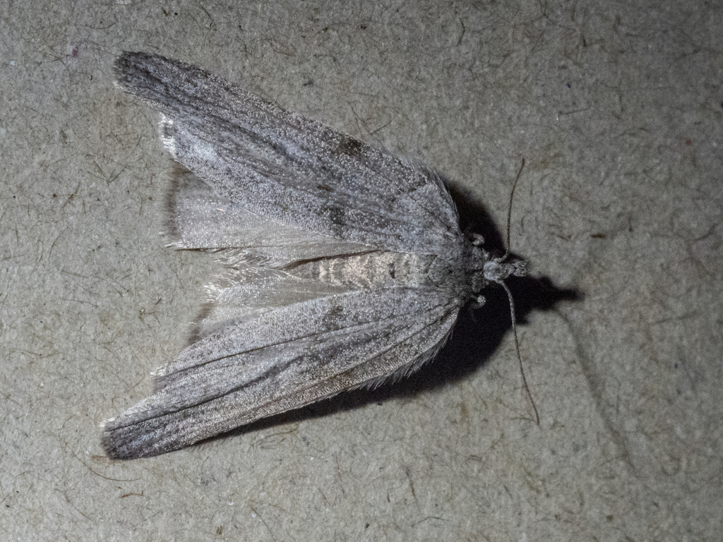 Pseudocoremia cineracia