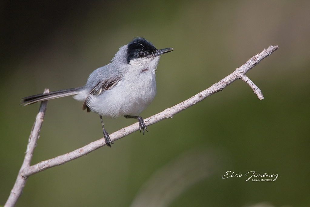 Yucatan Gnatcatcher photo