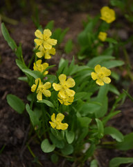 Ranunculus alismifolius