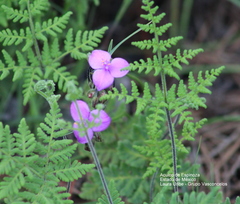 Tradescantieae