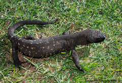 Heloderma horridum