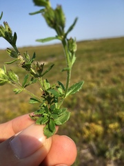 Chaenostoma campanulatum
