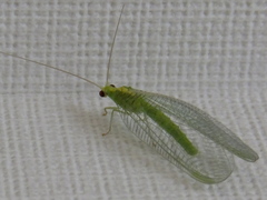 Chrysopidae