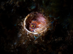 Strasburg's Blenny photo 2