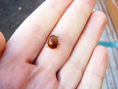 Dicranosterna semipunctata