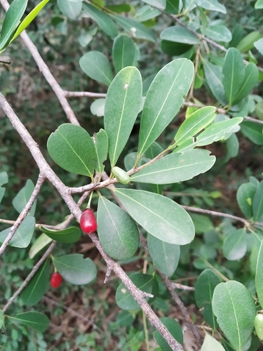 Erythroxylum monogynum Roxb.