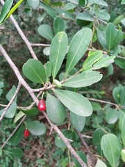 Erythroxylum monogynum