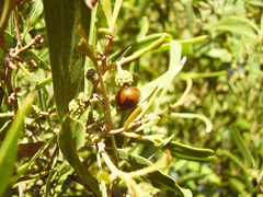 Dicranosterna semipunctata