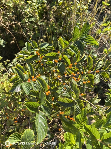 Rhamnella franguloides iNat (2)