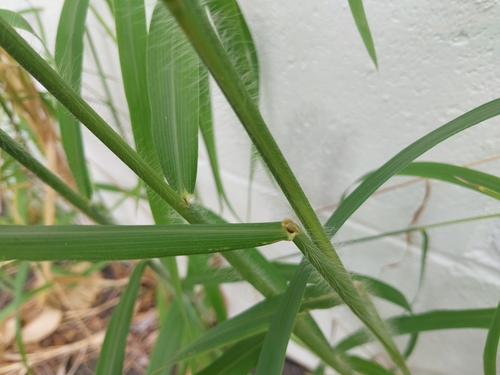 Foto de Capim-amargoso