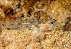 Barenape Goby photo 2