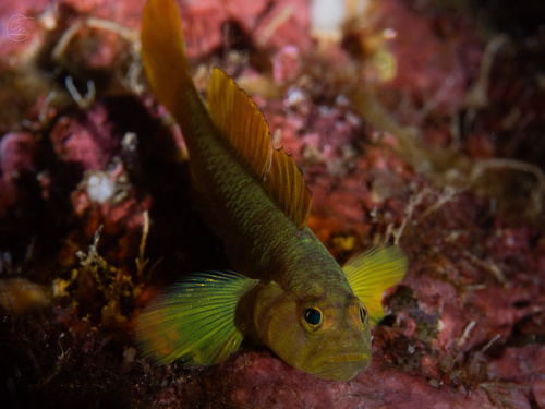 Priolepis, 2024-08-03