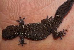 Pachydactylus affinis