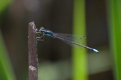 Ischnura damula