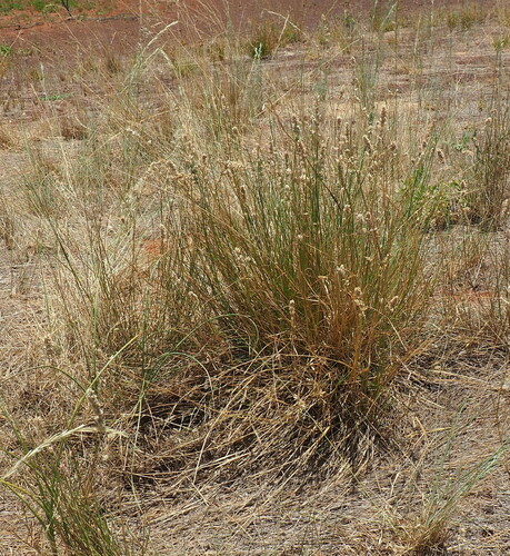 Close-headed Love-grass