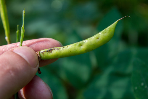 Gmelin’s vetchling