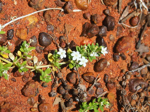 Dentella asperata