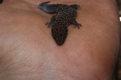 Pachydactylus affinis