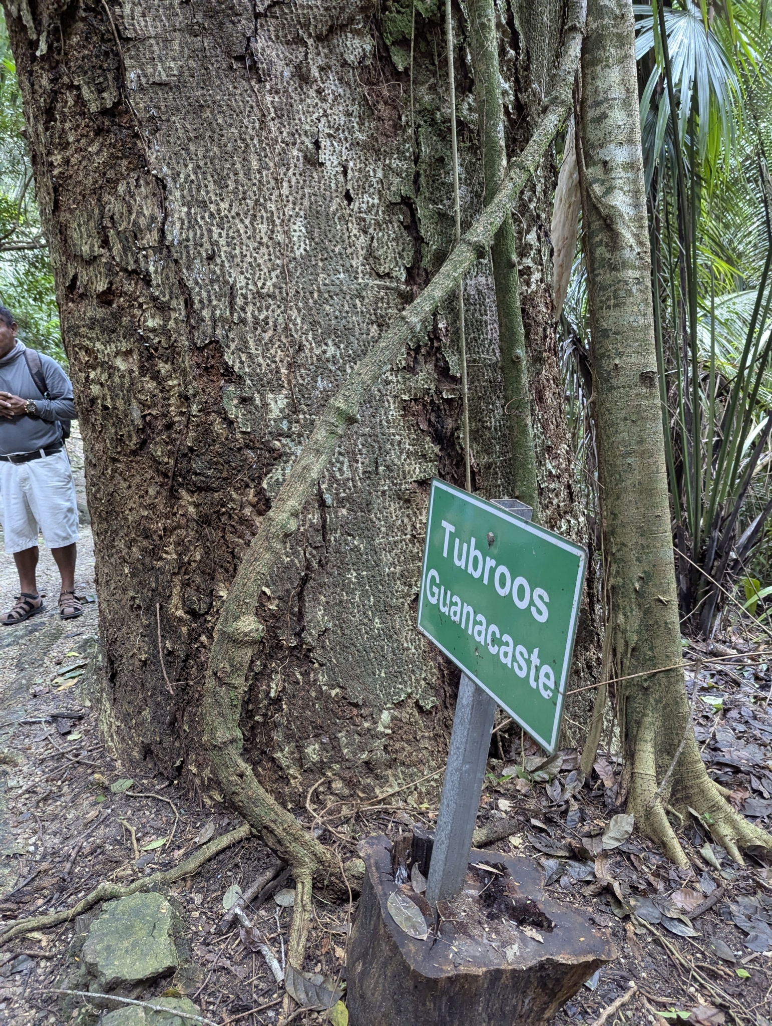Imagem de Timbaúba