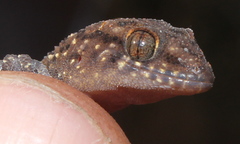 Pachydactylus affinis