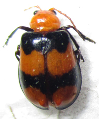 Sonchia sternalis