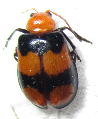 Sonchia sternalis