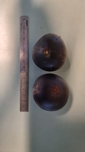 Garcinia warrenii, photograph 2