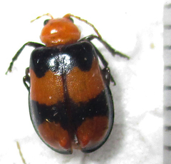 Sonchia sternalis