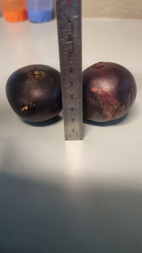 Garcinia warrenii, photograph 3