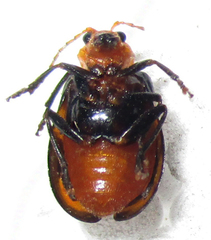 Sonchia sternalis