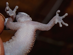 Pachydactylus affinis