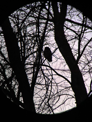Barred Owl photographed in Wisconsin