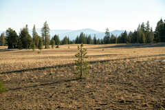 Pinus contorta — photo 2