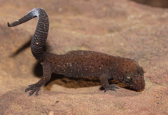 Pachydactylus affinis