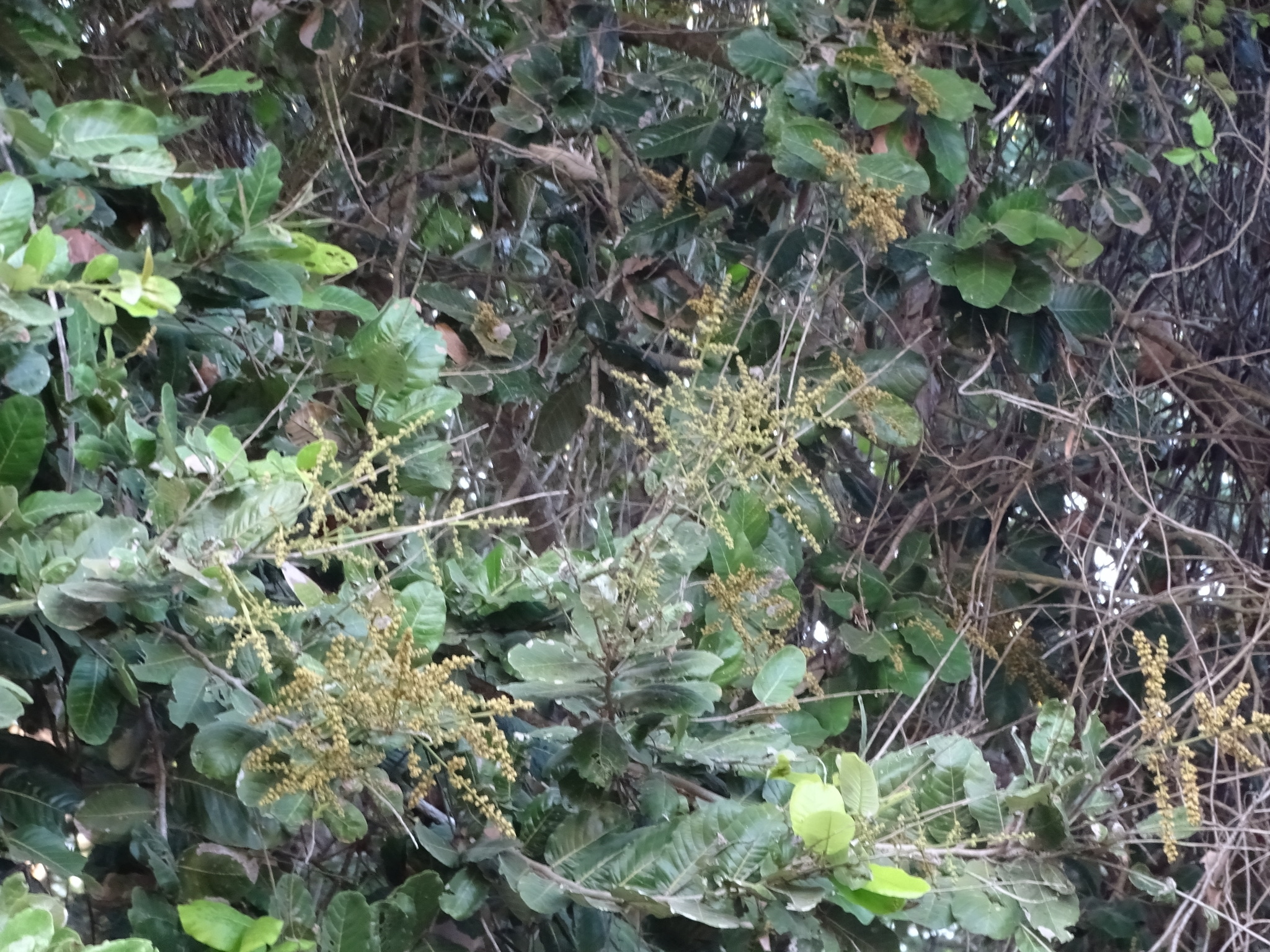 Imagem de Microdesmia arborea