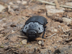 Capnodis tenebrionis