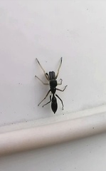 Myrmarachne inermichelis