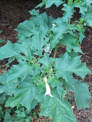 Datura stramonium