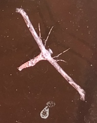 Oidaematophorus grisescens