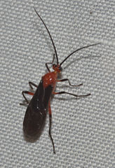 Rogadinae